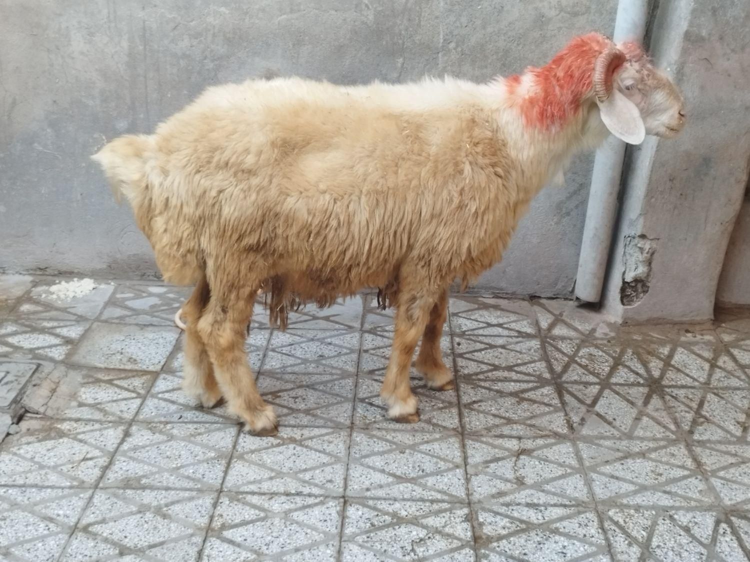 گوسفند‌ چاق‌ کشتاری|حیوانات مزرعه|بروجرد, |دیوار