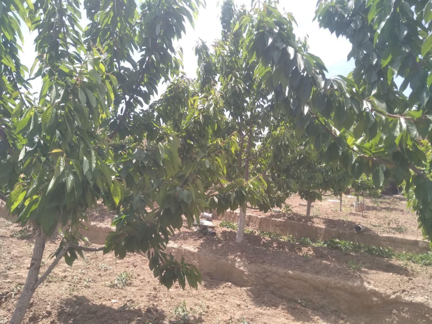 خرید و فروش باغ در روستای وردیج|فروش زمین و ملک کلنگی|تهران, شهرک شهید باقری|دیوار