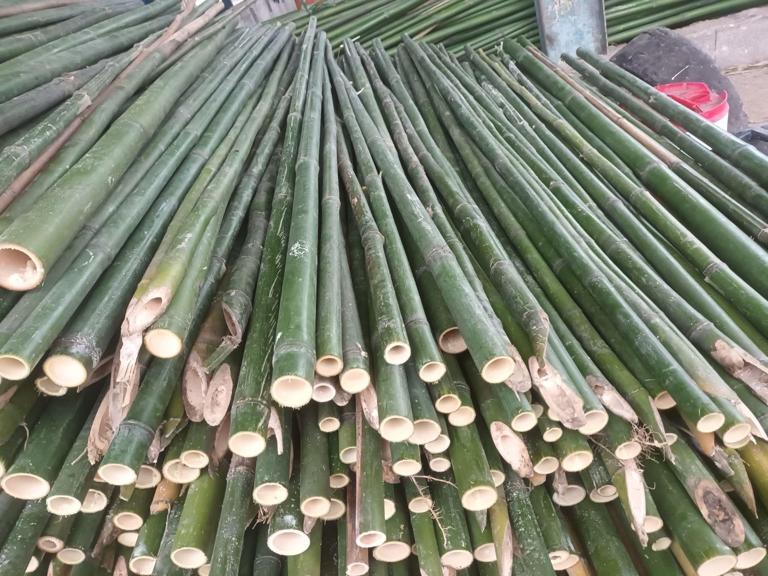 فروش چوب بامبو ارتفاع۲ تا ۵ مترعمده|گل و گیاه طبیعی|اسلام‌شهر, ده عباس|دیوار