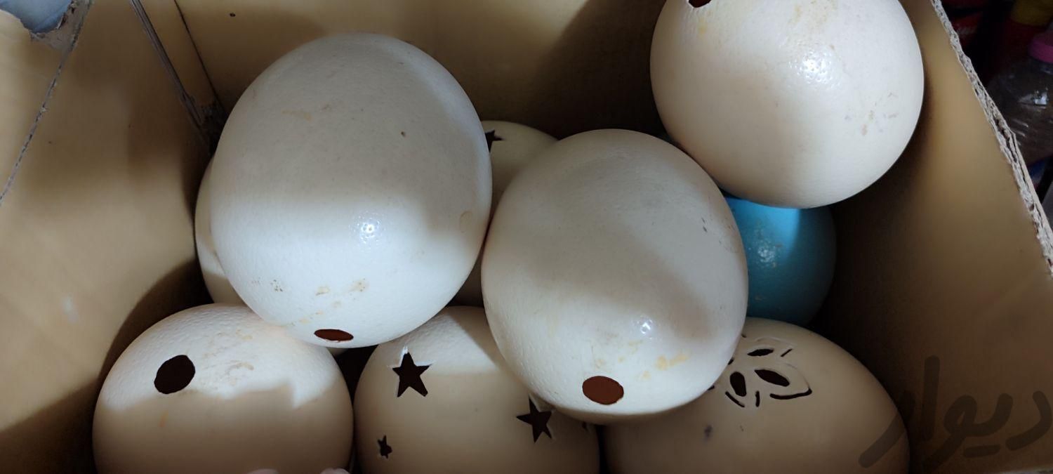تخم شتر مرغ خالی|لوازم التحریر|حمیدیا, |دیوار