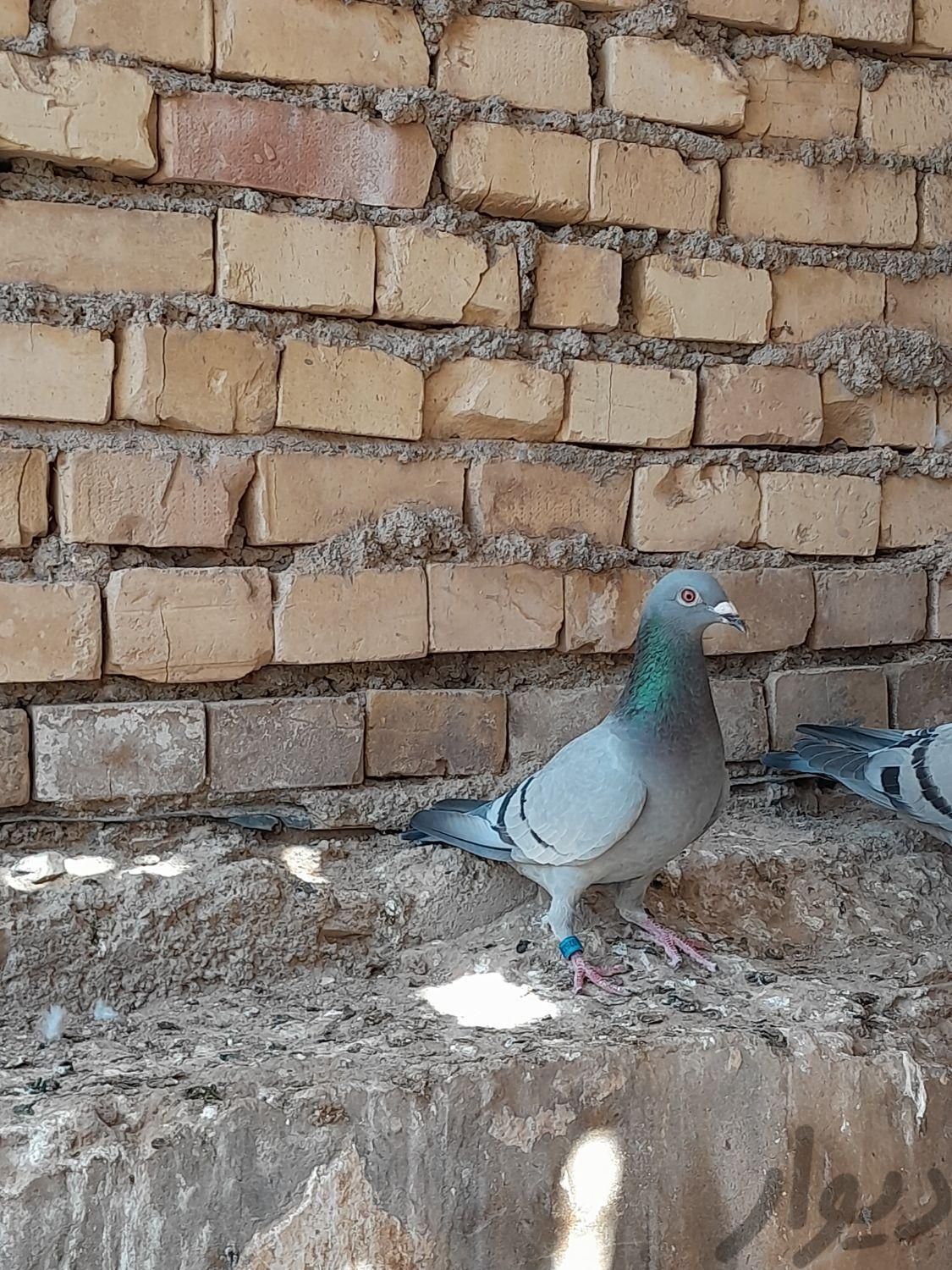 ماده پلاکی|پرنده|اهواز, لشکرآباد|دیوار