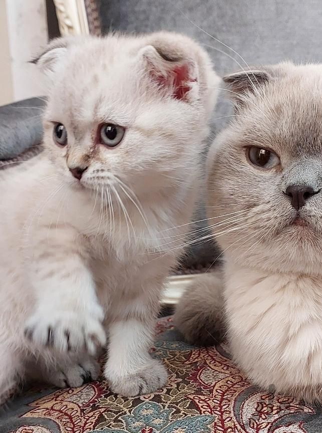 دو تا بچه گربه ی اسکاتیش فولد|گربه|تهران, شیان|دیوار