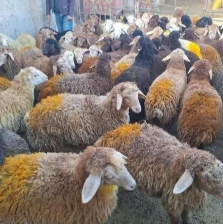 پر گوشت کم دنبه کم چرب گوسفند‌زنده سید‌علی|حیوانات مزرعه|قم, میرزائیه|دیوار