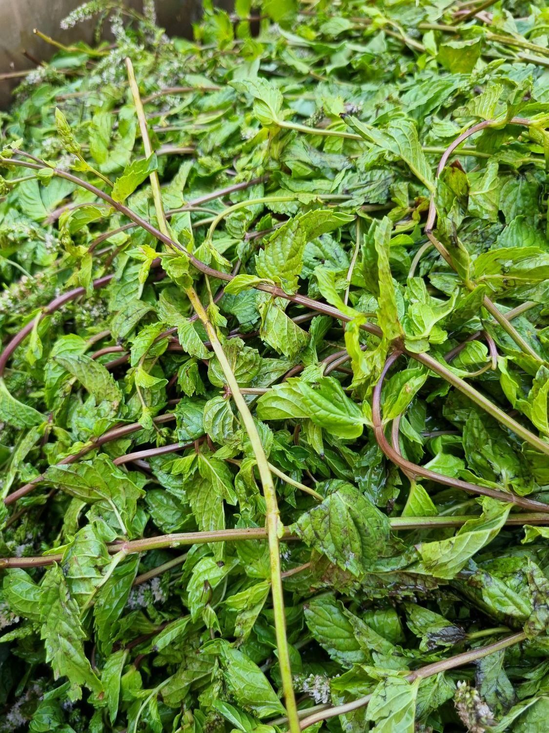 عرق نعنای اعلای خانگی|خوردنی و آشامیدنی|یزد, |دیوار