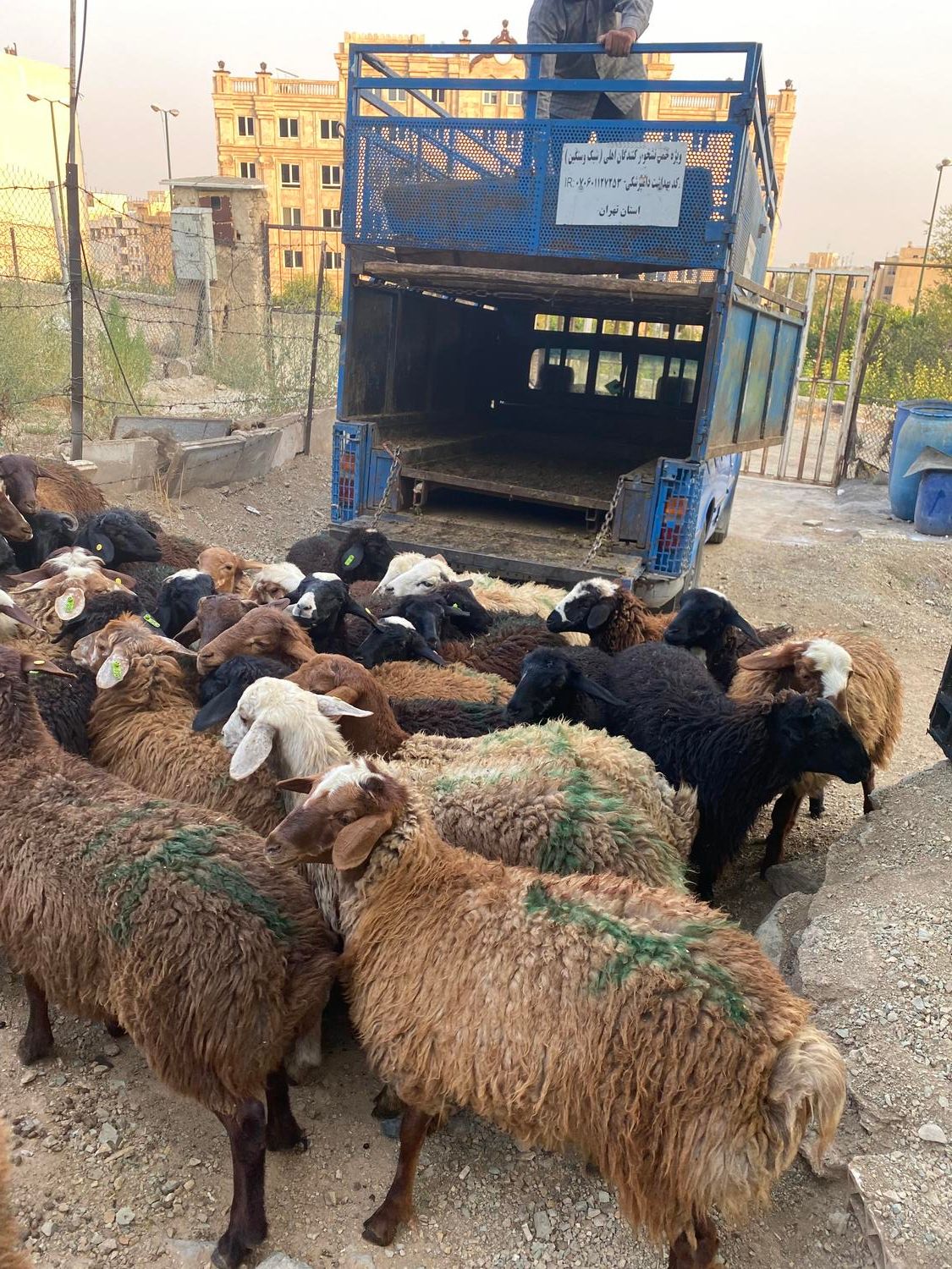 بورس گوسفند بروجردی (بزرگترین مرکز فروش دام)|حیوانات مزرعه|کرج, حیدرآباد|دیوار