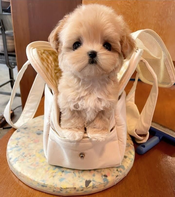 توله سگ خانگی پودل|سگ|کرج, شهرک جهاننما|دیوار