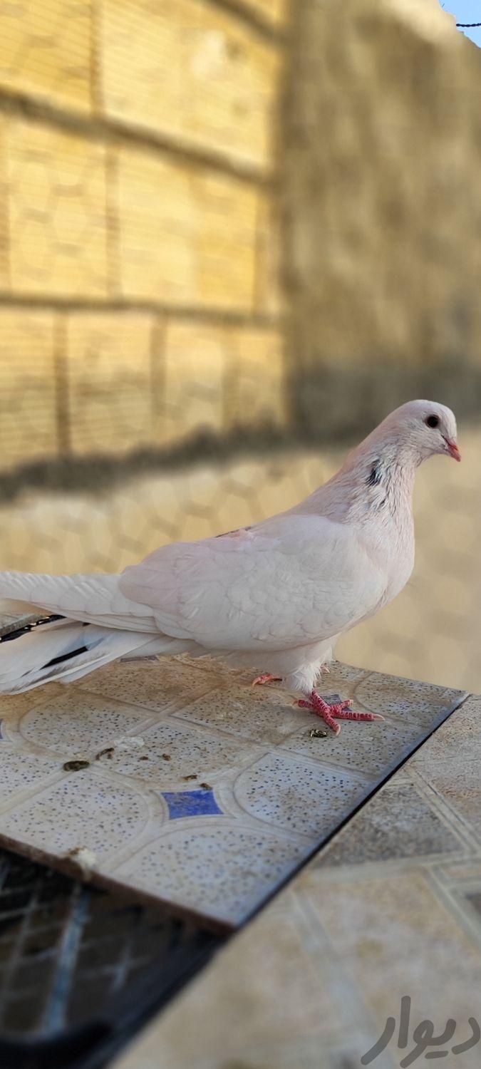 کبوتر سفید پرشی از کفترهای شهر تهران|پرنده|فلاورجان, |دیوار