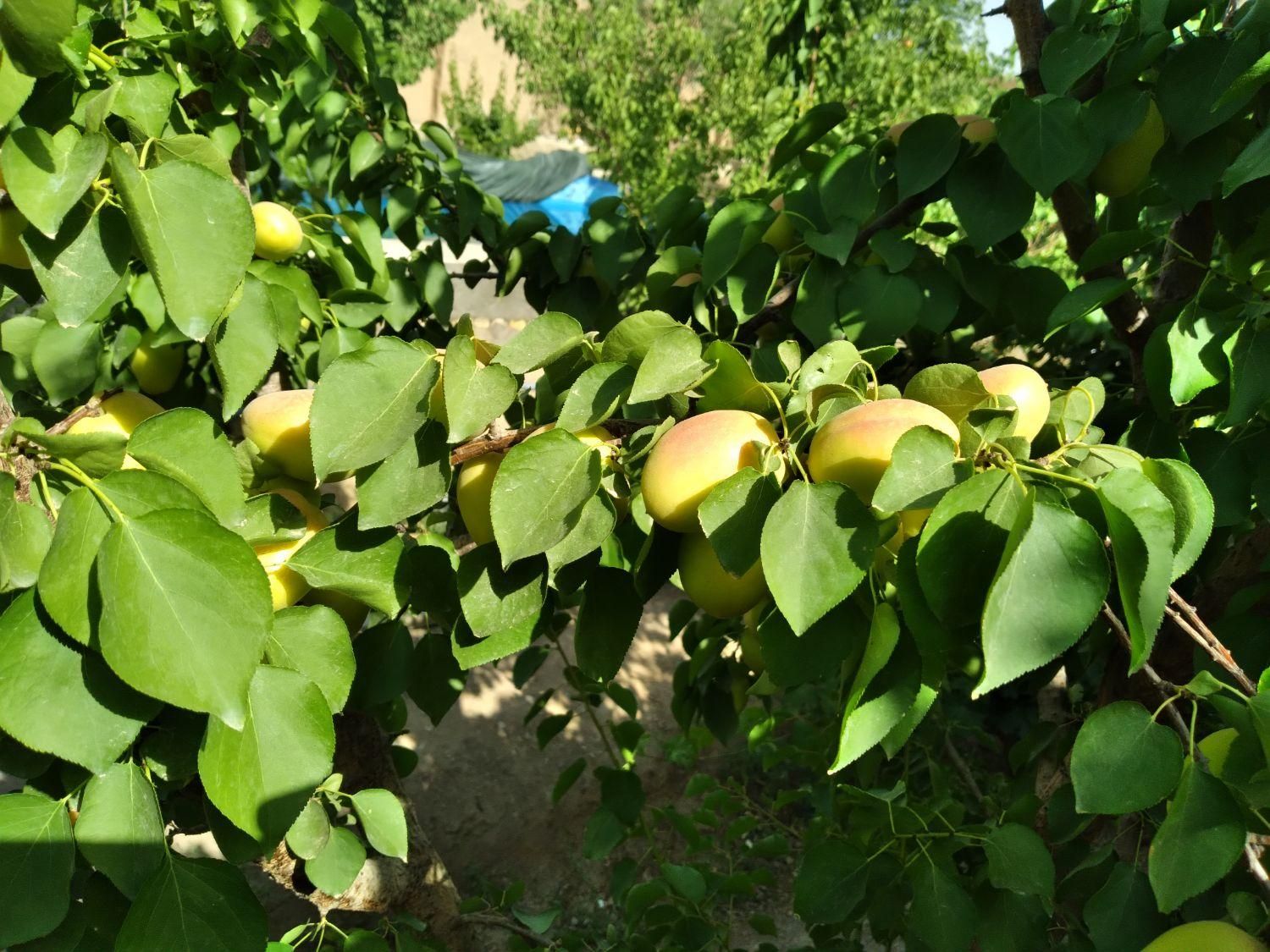 فروش باغ  ۵۰۰ متری ۱ اطاق در گورت جنب باغ رضوان|فروش خانه و ویلا|اصفهان, گورت|دیوار