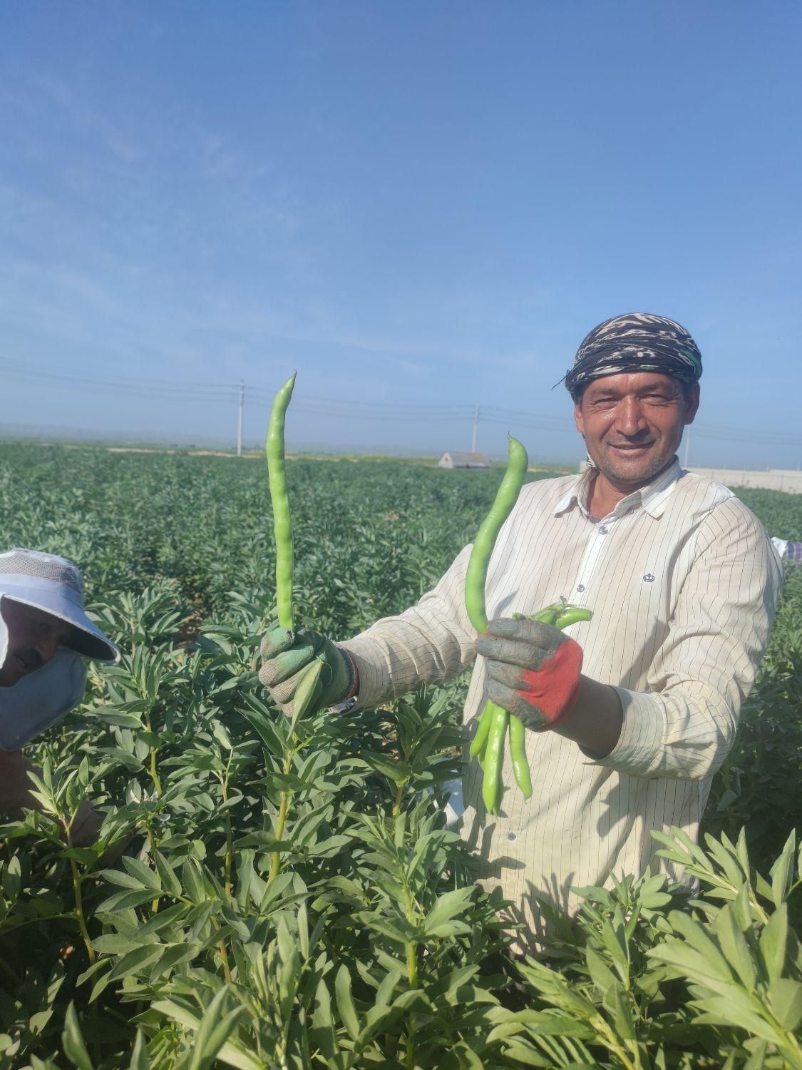 بذرباقله خارجی بسیار زودرس وپربار|گل و گیاه طبیعی|بهبهان, |دیوار