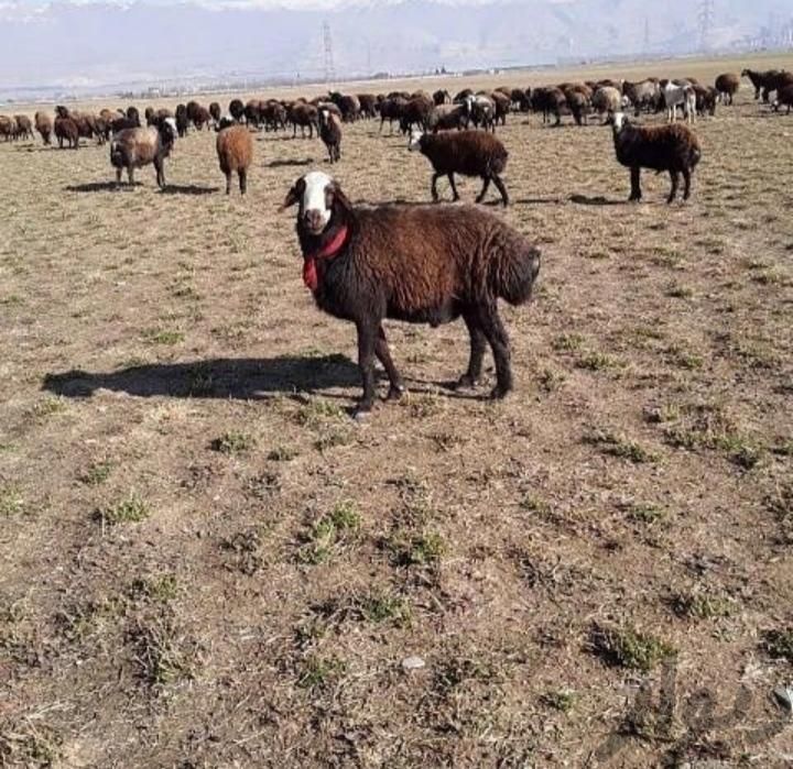 گوسفند بره زنده سرتا سر تهران همراه باقصاب مجرب|حیوانات مزرعه|تهران, سعادت‌آباد|دیوار