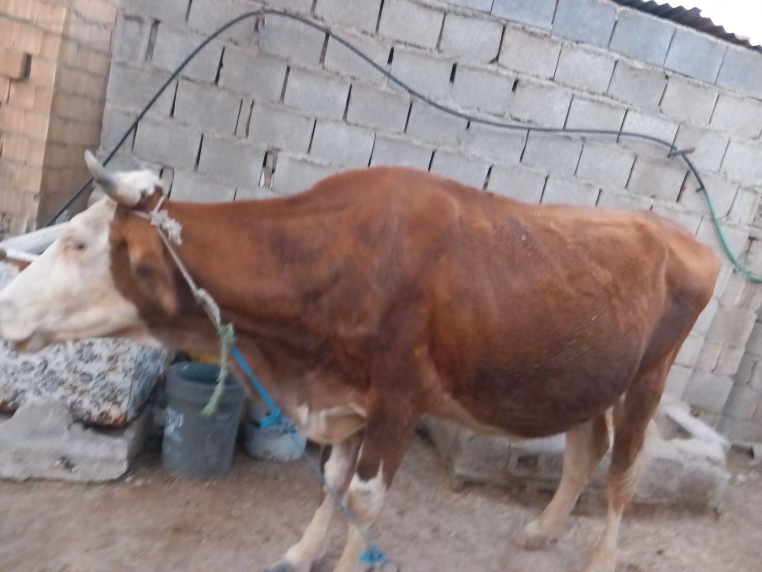 گا‌و و گوساله|حیوانات مزرعه|برازجان, |دیوار