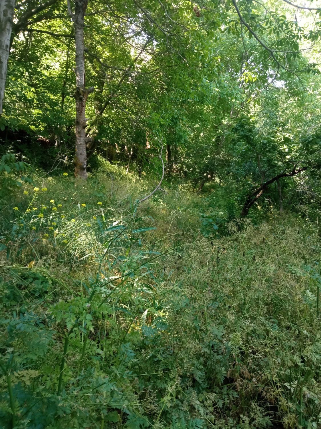 باغ ویلا قدیمی دنج با سند تک برگ.(سینک)|فروش خانه و ویلا|لواسان, |دیوار