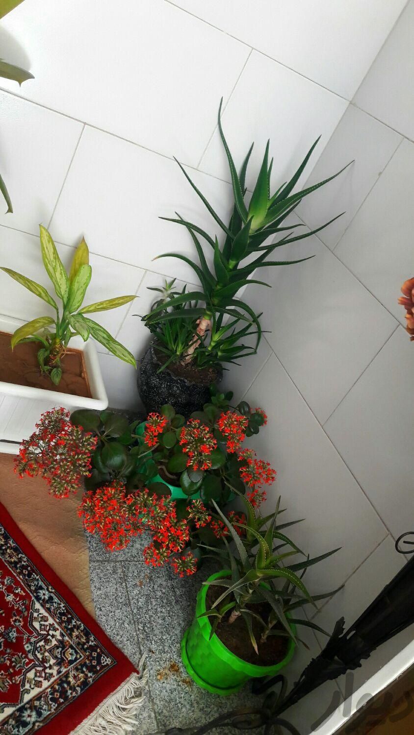 گل و گیاه شاداب و زیبا|گل و گیاه طبیعی|اصفهان, شهرک کاوه|دیوار