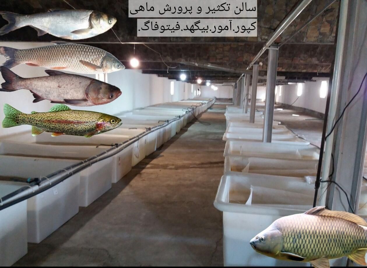 انواع بَچه مآهی در اِستخر آب ثابت (ًکپُور علفخوار|ماهی|اصفهان, ملاصدرا|دیوار