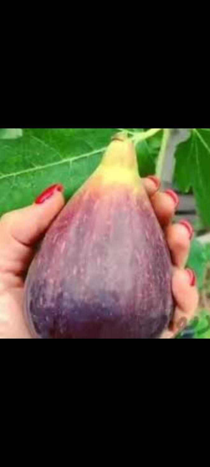 نهال ازگیل ژاپنی.شیشه شور.انجیرگلابی|گل و گیاه طبیعی|اصفهان, گلستان|دیوار