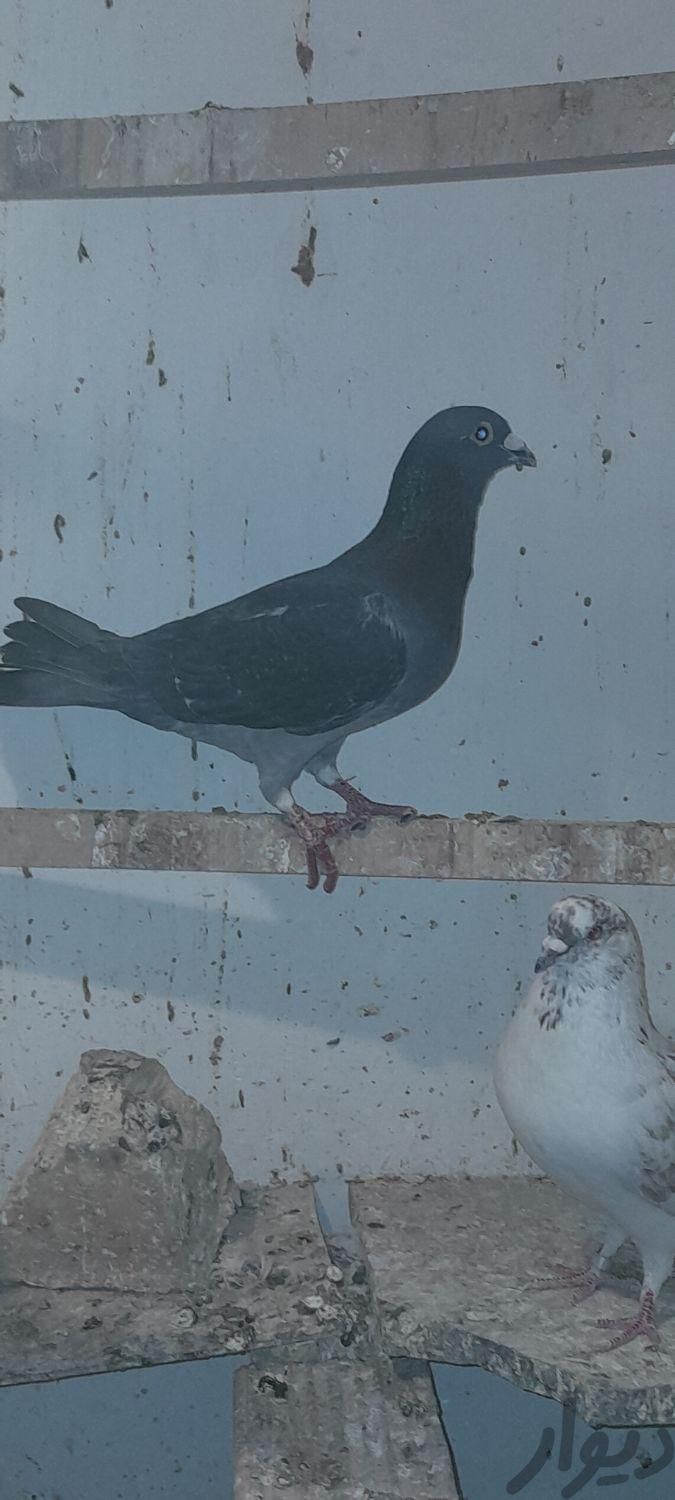 کبوتر مسافتی جان اردن شیش دانگ|پرنده|صباشهر, |دیوار