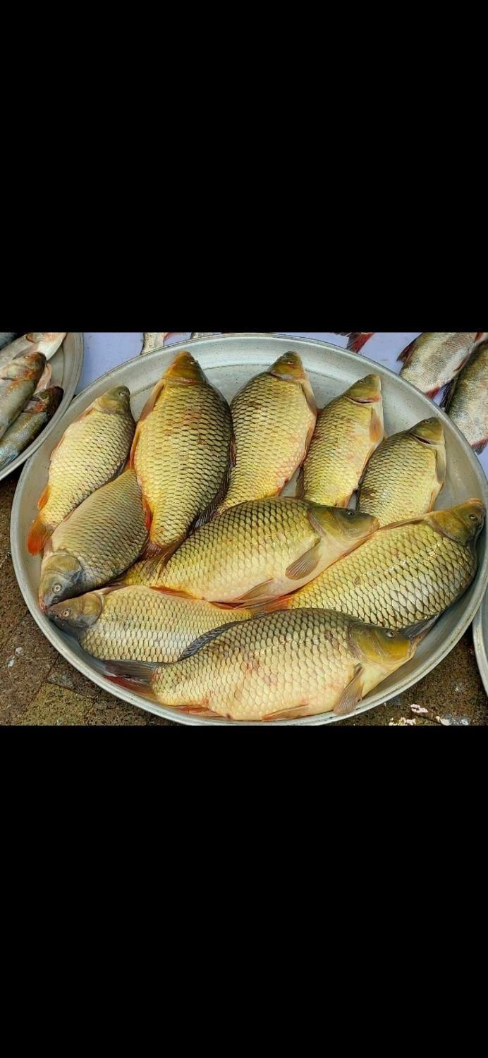 انواع بَچه مآهی در اِستخر آب ثابت (ًکپُور علفخوار|ماهی|اصفهان, ملاصدرا|دیوار