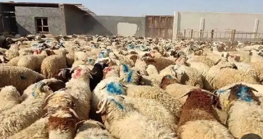 گوسفند تعاونی درجه یک گوشتی|حیوانات مزرعه|مشهد, نوید|دیوار