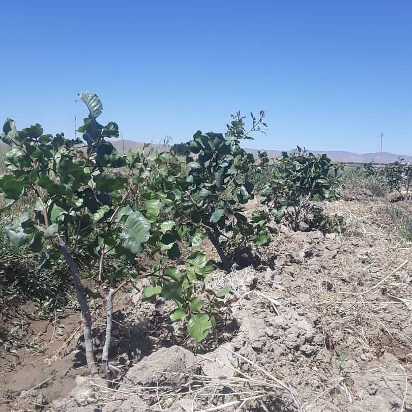 فروش زمین و درخت پسته در روستای نواران|فروش زمین و ملک کلنگی|قم, سراجه|دیوار