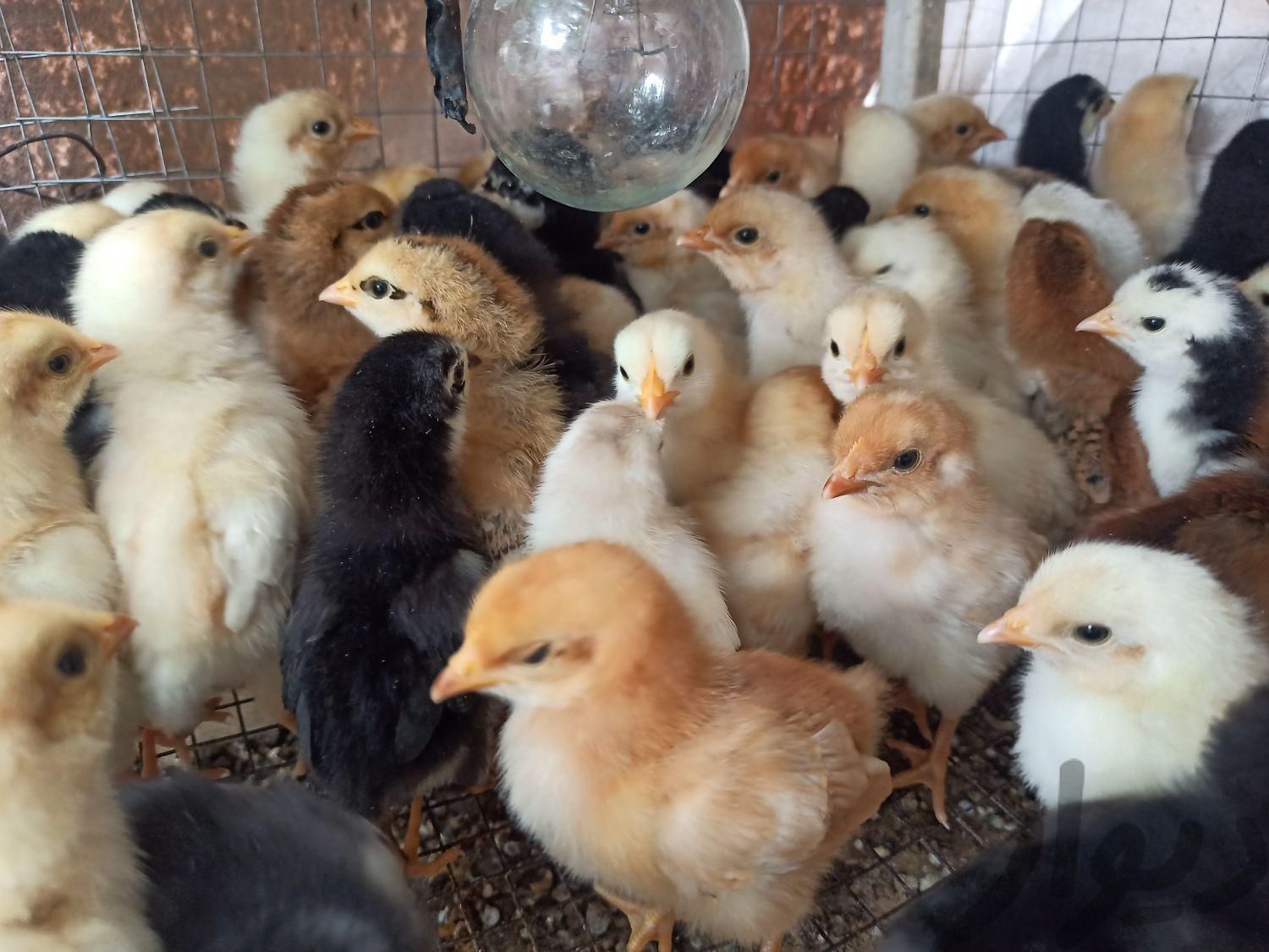 تخم نطفه دار لوهمن، رسمی|حیوانات مزرعه|فردیس, |دیوار