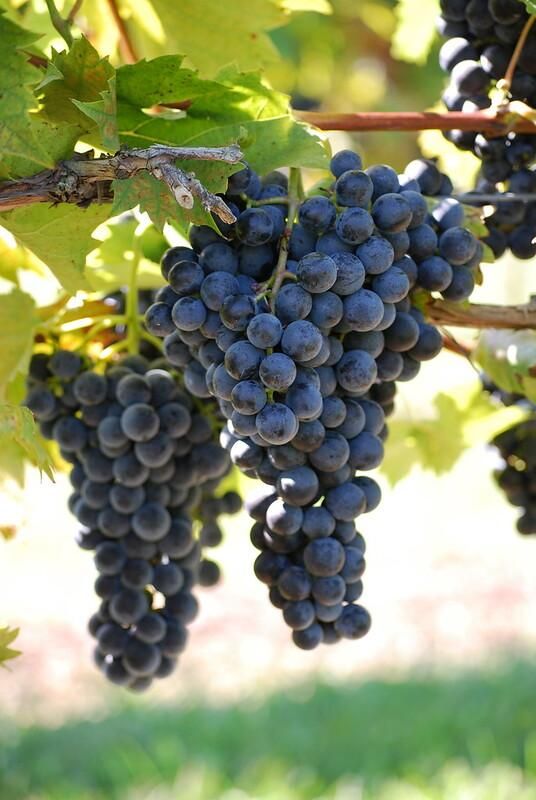 نهال چنار صنوبر و انواع میوه|خدمات باغبانی و درختکاری|خلخال, |دیوار