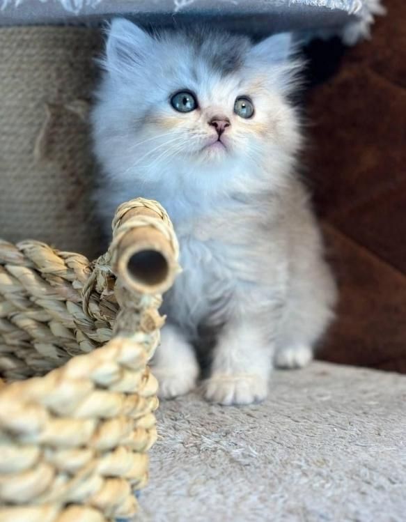 مجموعه گربه های مهربون ( بریتیش پرشین اسکاتیش)|گربه|اهواز, کیانپارس |دیوار