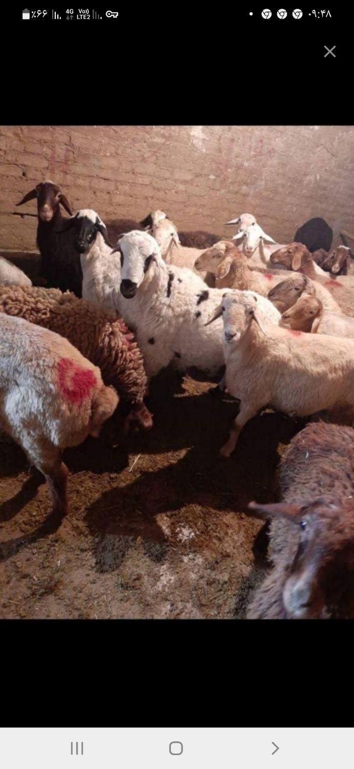 گوسفند زنده جهت قربانی درعظیمیه وکل کرج|حیوانات مزرعه|کرج, عظیمیه|دیوار