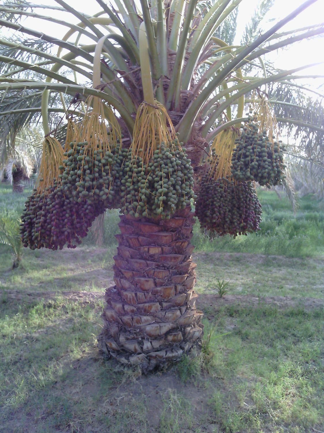درخت بندی و گرازیدن|گل و گیاه طبیعی|بم, |دیوار