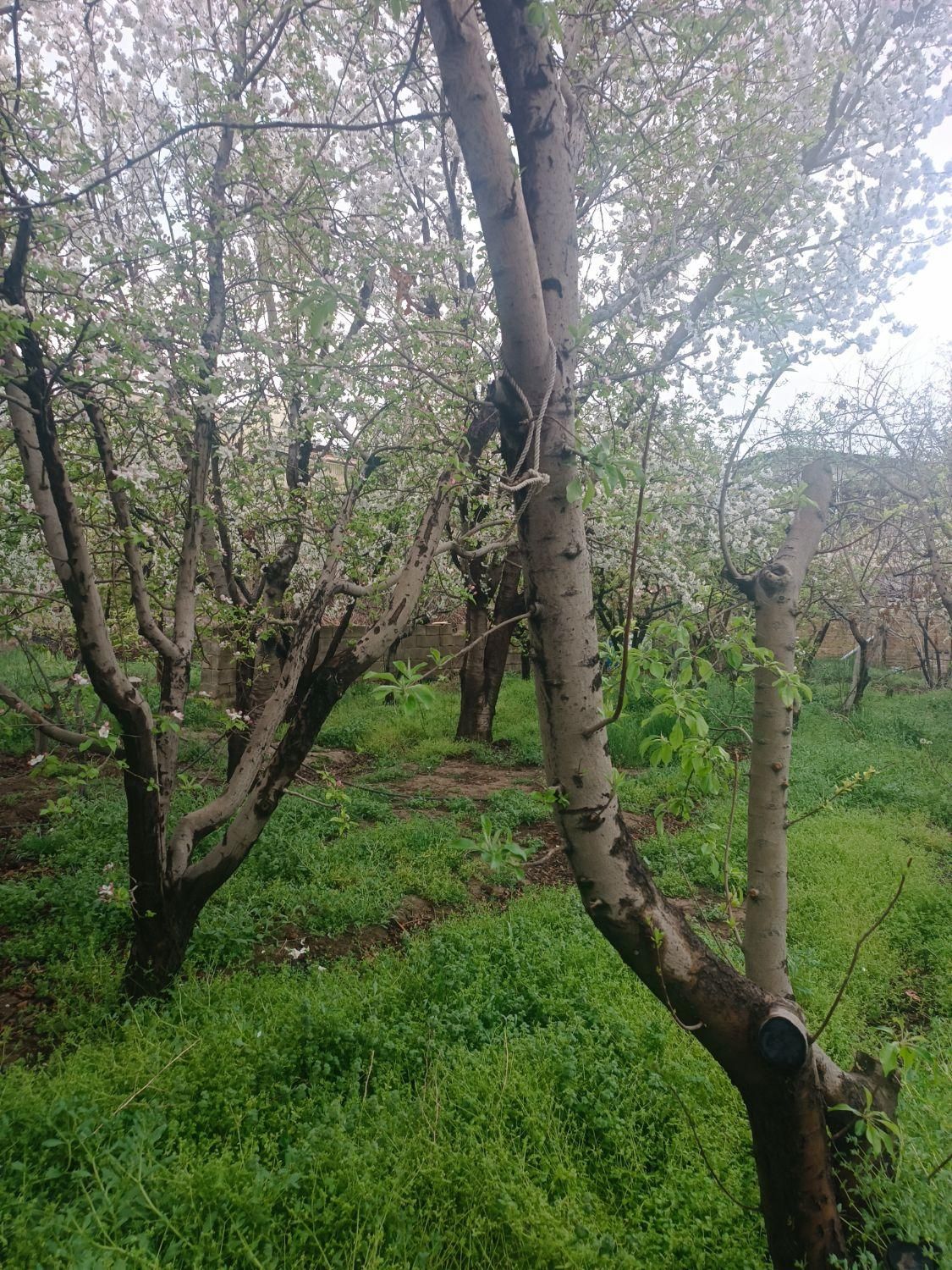 ویلا باغ بافت سهیلیه زعفرانیه زکی اباد|فروش خانه و ویلا|کرج, جهان‌شهر|دیوار