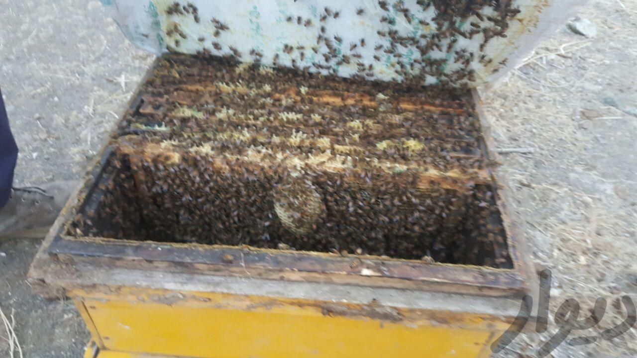 فروش کندو، عسل و ارائه خدمات زنبورداری