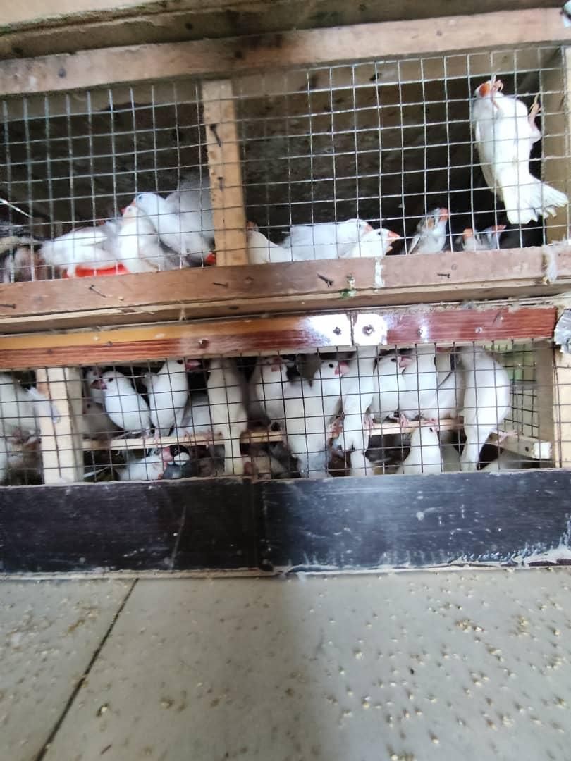 بار جدید 900 جفت جوجه شاه طوطی اروپائی وعروس هلندی|پرنده|بیرجند, |دیوار