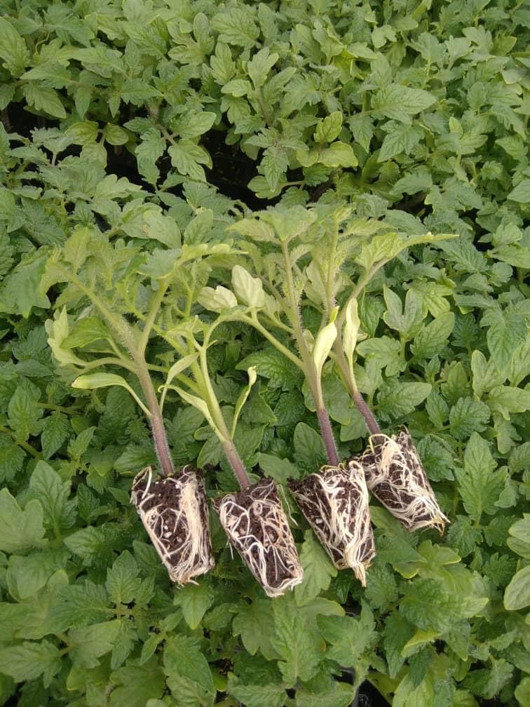نشا گوجه و هندوانه***|خدمات باغبانی و درختکاری|شیراز, احمدآباد|دیوار