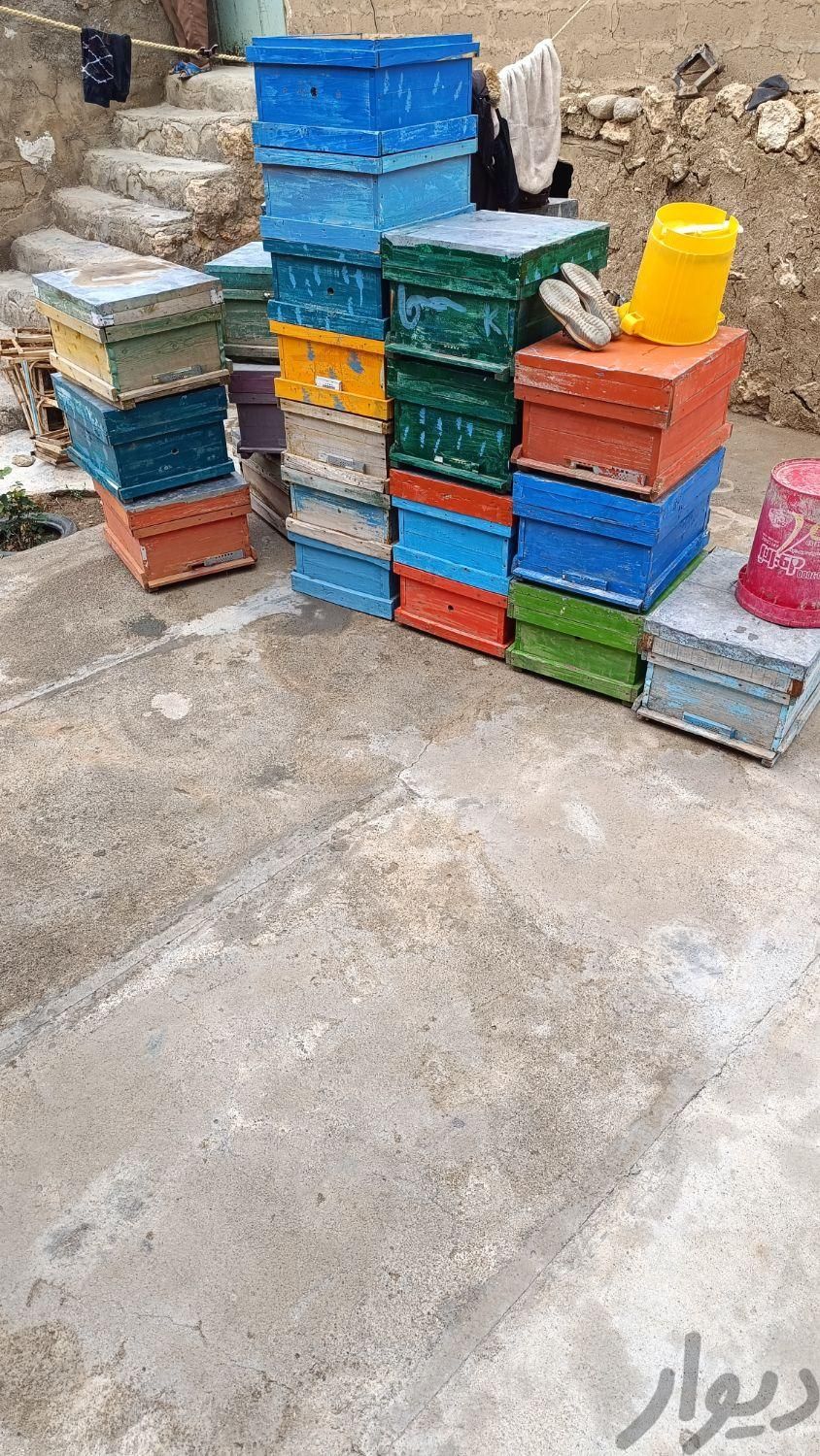 ۳تا زنبور وکندو وسایل مورد نیاز|حیوانات مزرعه|بوکان, |دیوار