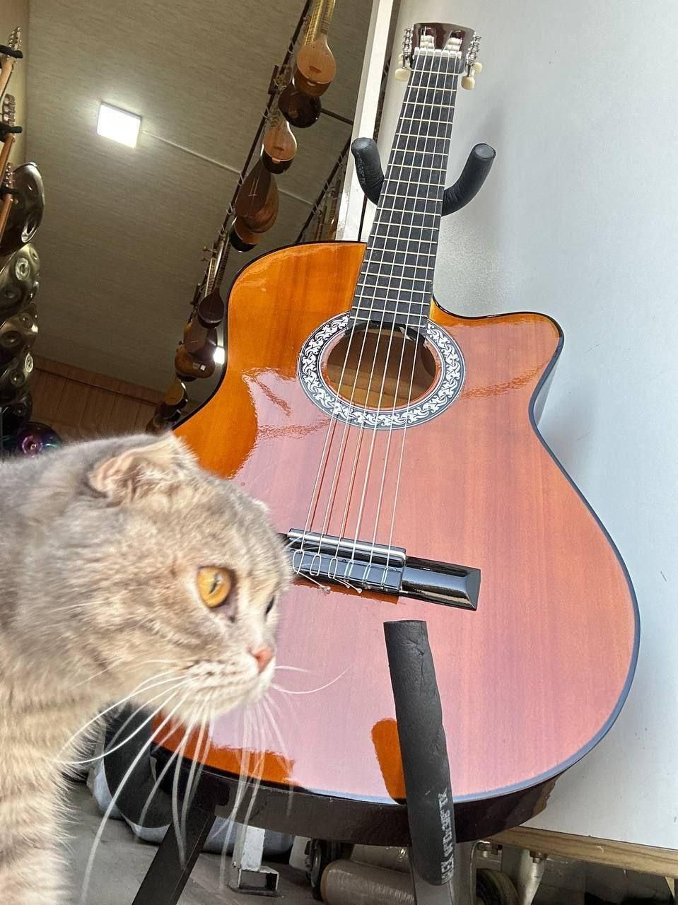 گیتار اقتصادی و ا c40 c70|گیتار، بیس، امپلیفایر|کرج, مهرویلا جنوبی|دیوار