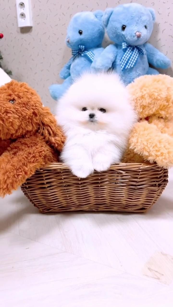 توله سگ پامر . پامرانین خرسی سفید ۳ ماه|سگ|تهران, شهرک غرب|دیوار