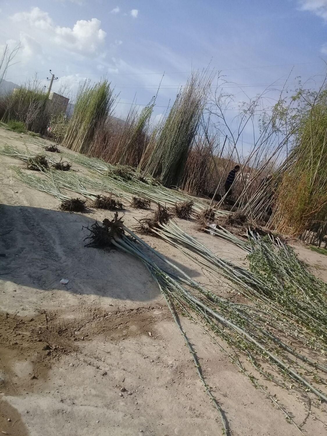 آموزش کاشت وتهیه نهال|خدمات باغبانی و درختکاری|تبریز, |دیوار