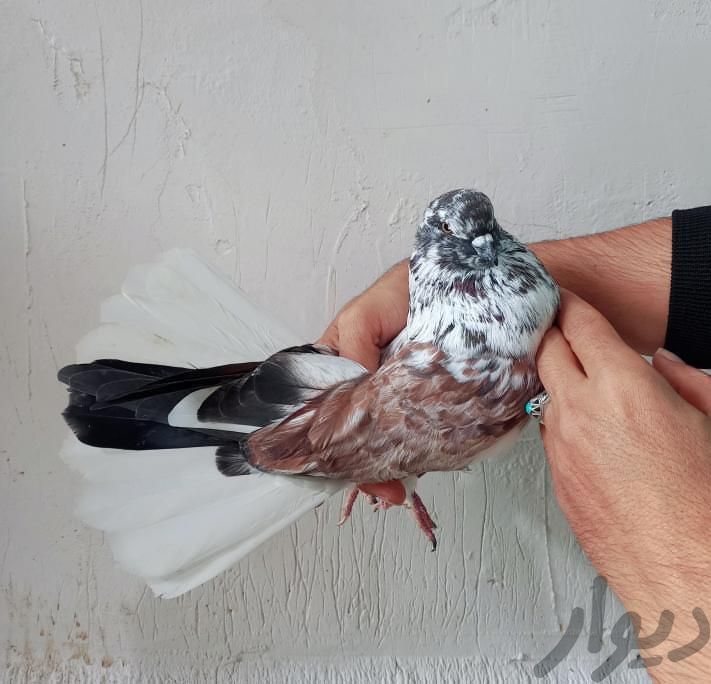کبوتر تیرماهی وسنگین پرش|پرنده|بابل, |دیوار