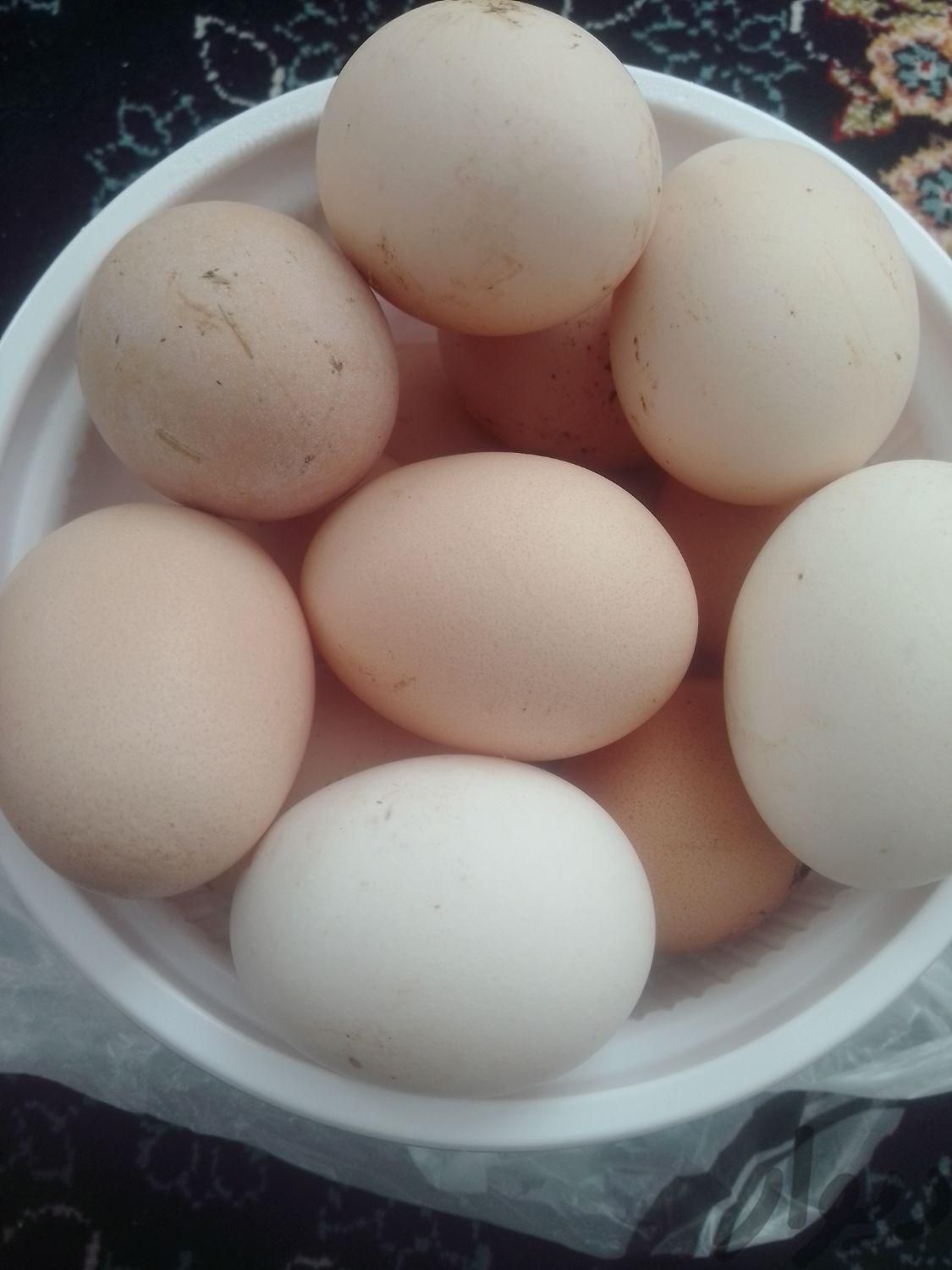 تخم مرغ محلی تازه|خوردنی و آشامیدنی|آشخانه, |دیوار