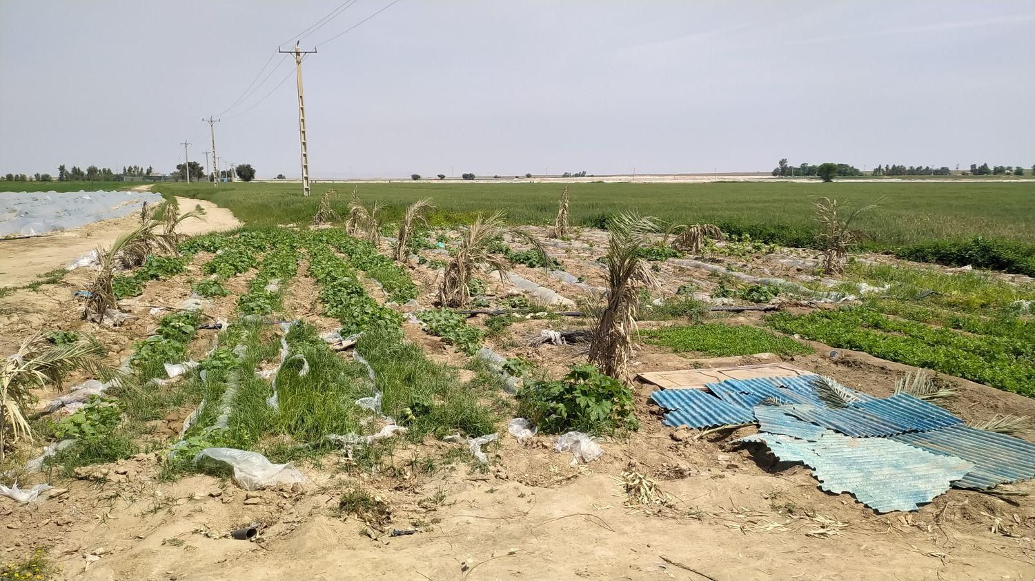 فروش ۲۴ هکتار زمین ابی در ملاثانی روستای صلیعه|فروش دفتر صنعتی، کشاورزی، تجاری|اهواز, زرگان|دیوار