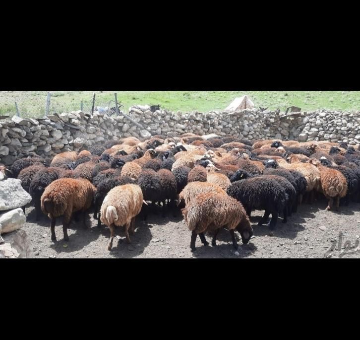 گوسفند زنده تحت نظارت شهرداری،کشتارگاه|حیوانات مزرعه|کرج, شهرک بنفشه|دیوار