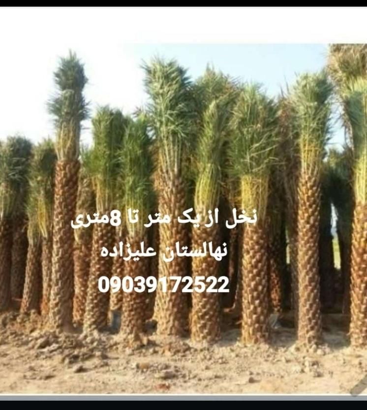 نخل برحی|عمده‌فروشی|شیراز, کوی زهرا|دیوار