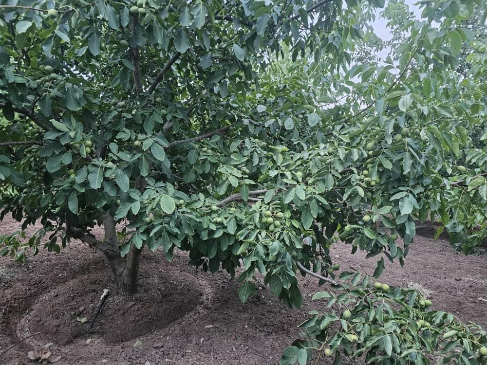 نهال گردو خوشه ای، چندلر وفرنور، پکان وژنوتیپ|خدمات باغبانی و درختکاری|شیراز, دکتر حسابی|دیوار