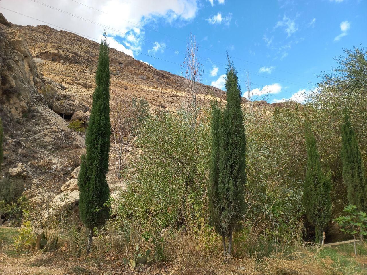 نهال سرو ناز شیراز(گرین پنسل)|گل و گیاه طبیعی|کرمان, |دیوار