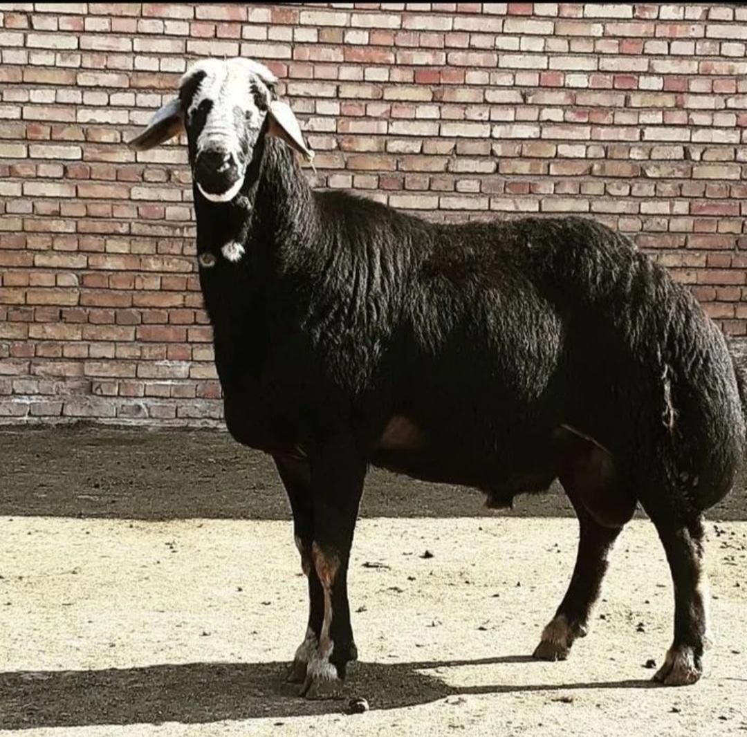 گوسفند زنده سرحال وزن‌باسکول تمام نقاط تهران قصاب.|حیوانات مزرعه|تهران, نیروی هوایی (پیروزی)|دیوار