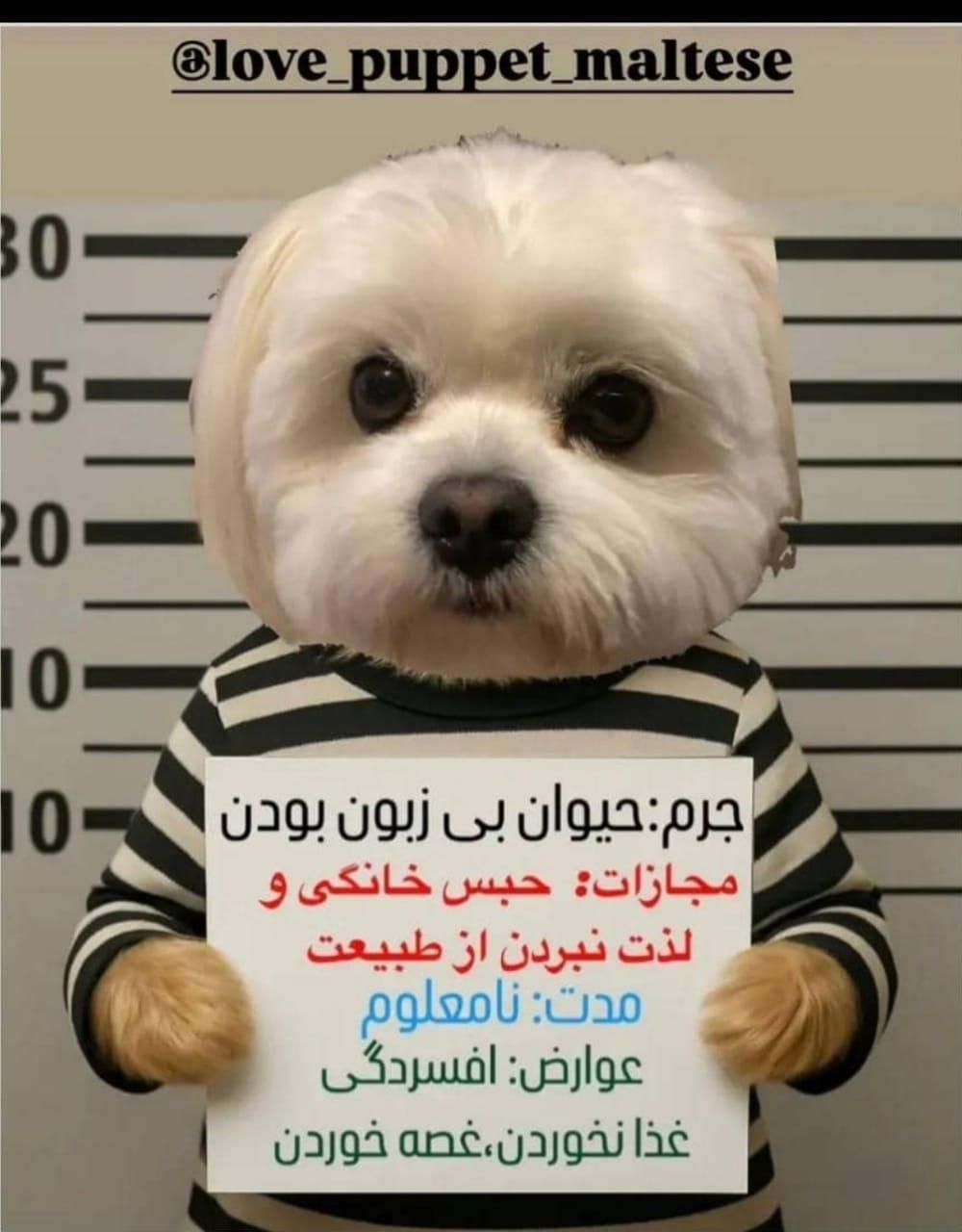 واگذاری سگ|سگ|شیراز, میانرود|دیوار