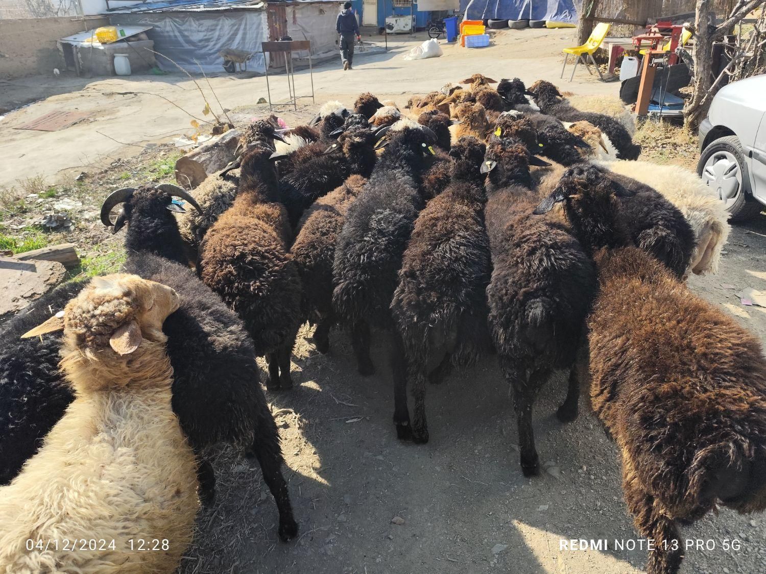 دام سرای فروش زنده دام کلیه مناطق تهران-|حیوانات مزرعه|تهران, سهروردی|دیوار
