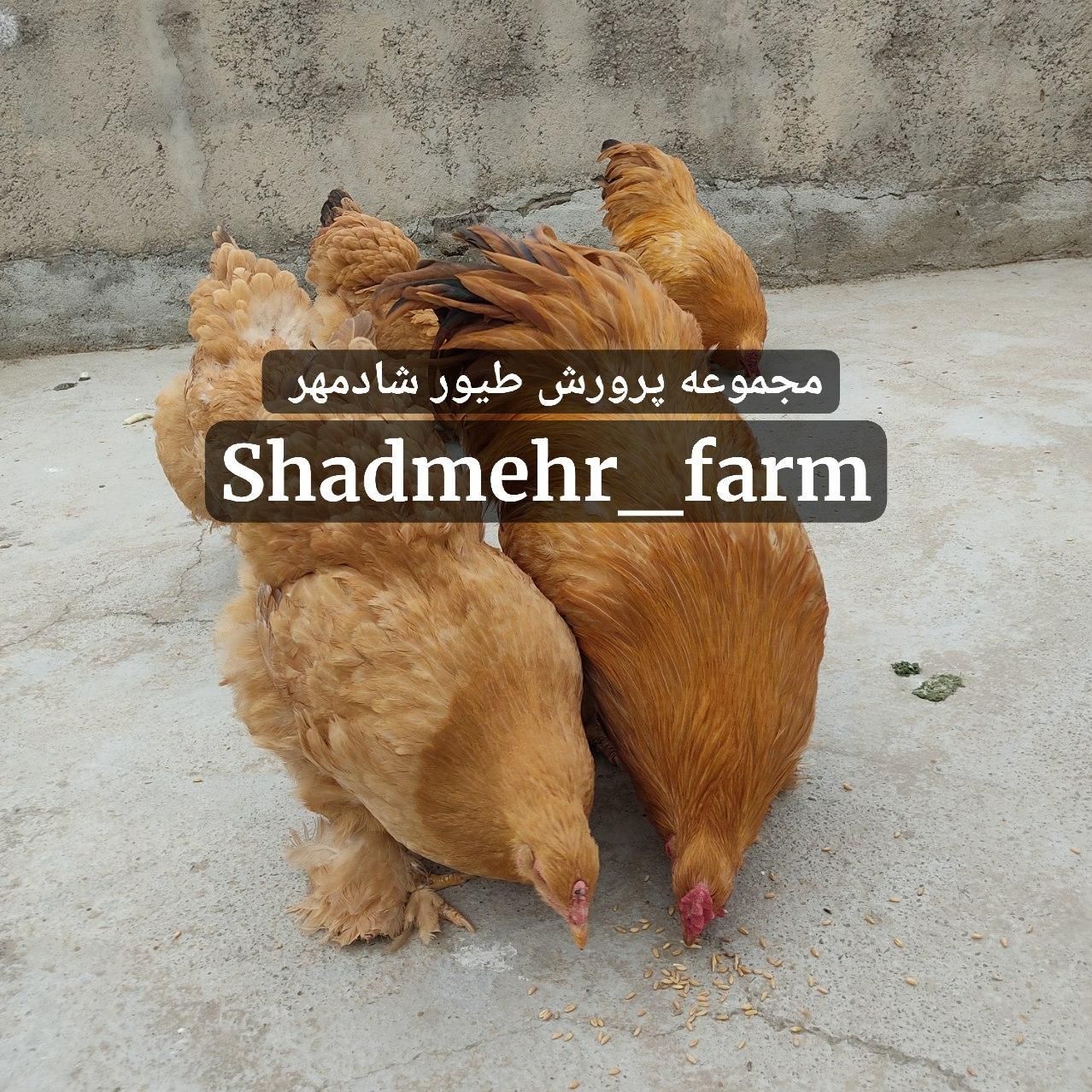 جوجه و تخم نطفه دار برهما برهوما نژاد لمون و بوف|حیوانات مزرعه|شیروان (خراسان), |دیوار
