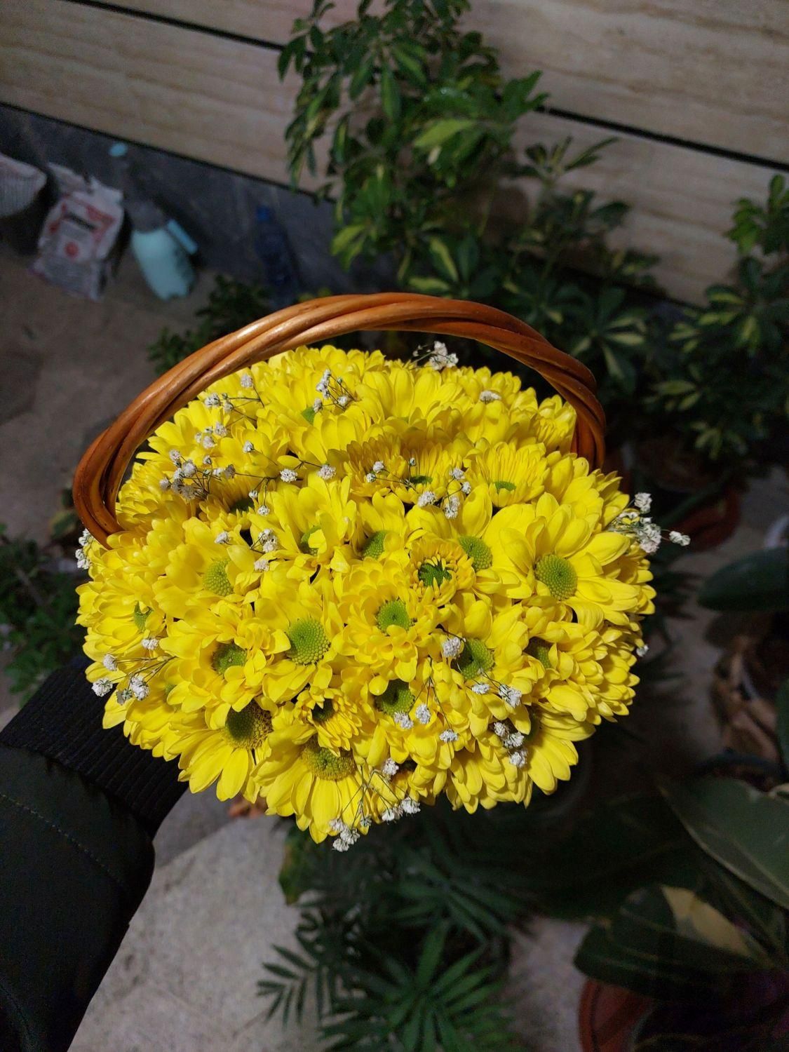 فروش دسته گل داوودی|گل و گیاه طبیعی|علی‌آباد کتول, |دیوار
