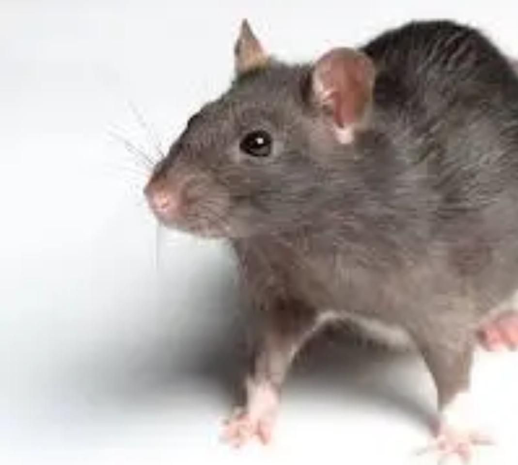 سمپاشی کلیه حشرات سوسک ساس کنه زنبور موش سم پاشی|خدمات نظافت|مشهد, وکیل‌آباد|دیوار