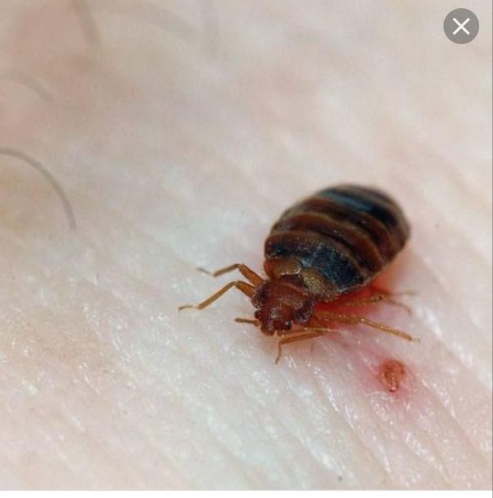 سم پاشی|خدمات نظافت|بندرعباس, |دیوار